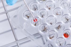 Scientists study mosquitoes in a lab experiment.